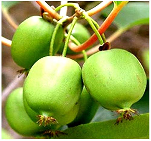 Amazon.com : Big Pack - (2,000) Hardy Kiwi - actinidia arguta Seed